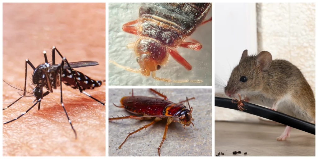 lutte contre les nuisibles (nids de guêpes, frelons, cafards, rongeurs...)