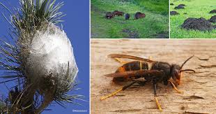 lutte contre les nuisibles (nids de guêpes, frelons, cafards, rongeurs...)